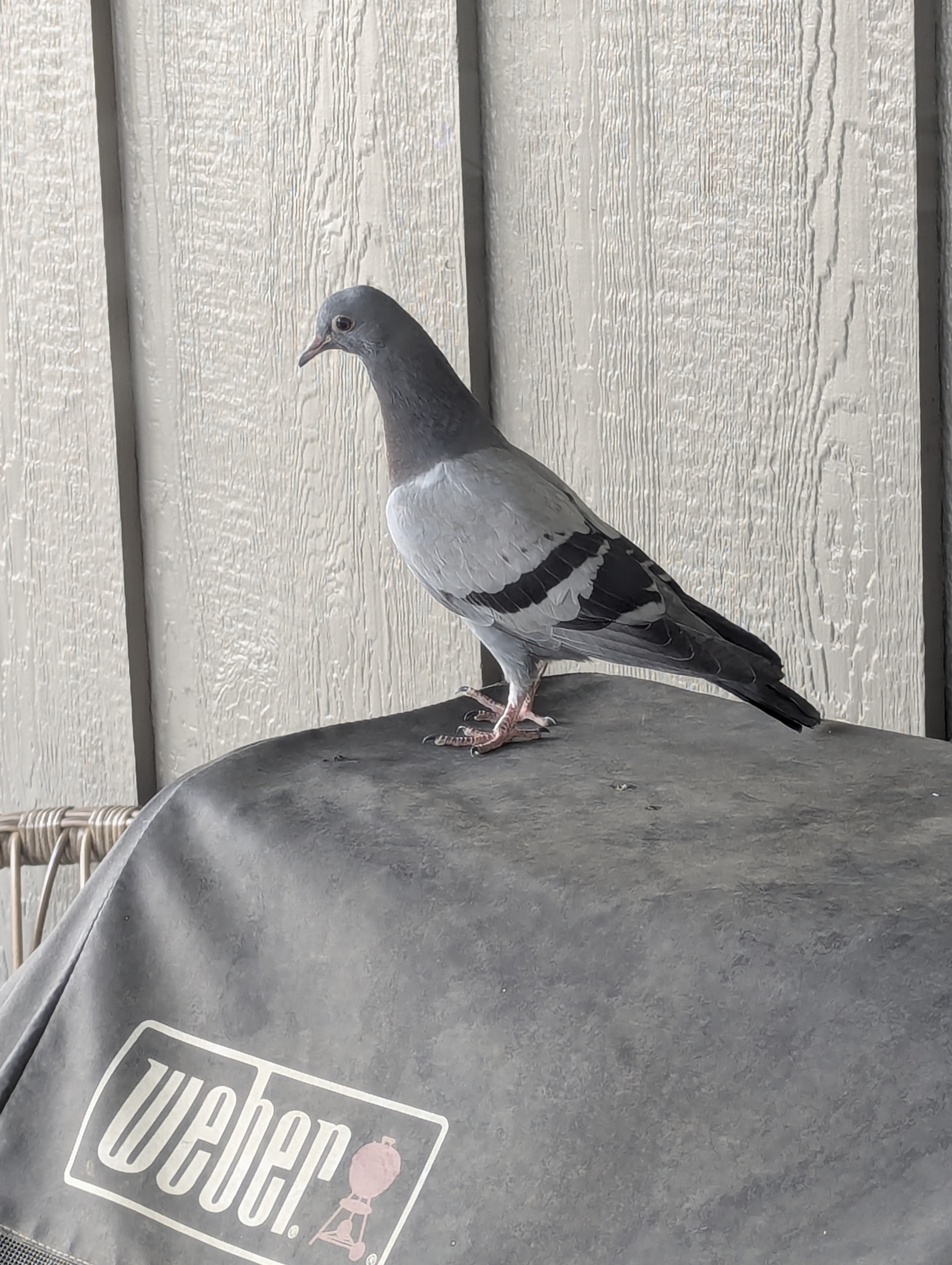 4th of July, Colorado, pigeon